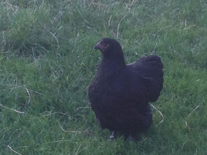 image - G ORPINGTON NEGRU