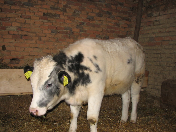 metis BBB la 8 luni, cca. 250kg - Vaci de carne - tineret femel