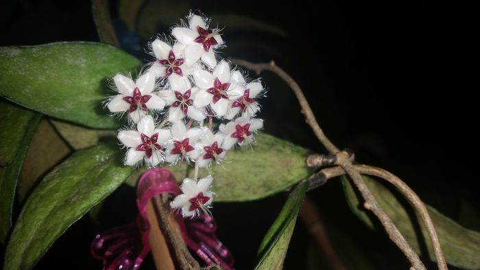 HoyA Flagelata