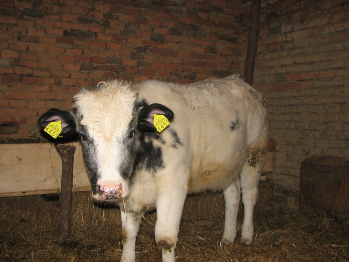 poze metis BBB ,8 luni - Vaci de carne - tineret femel