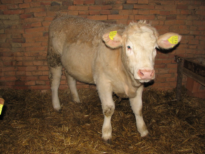 9 luni, 350kg , femela - Vaci de carne - tineret femel