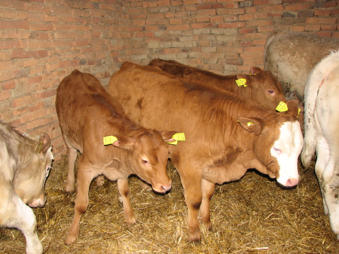 metisi feb 2010 - Vaci de carne - tineret femel