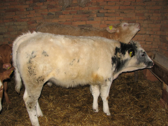 Borica feb 2010 - Vaci de carne - tineret femel