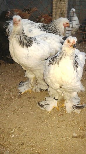 13553394_1104738586265296_1317057823_n - TINERET 2016