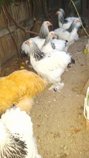 13480269_1104738456265309_951137687_n