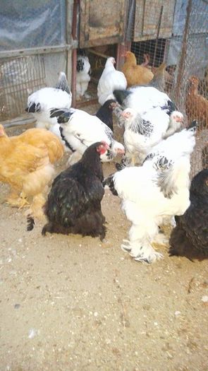 13521051_1104738392931982_1153322850_n