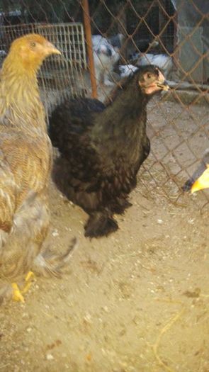 13521211_1104738596265295_914464775_n