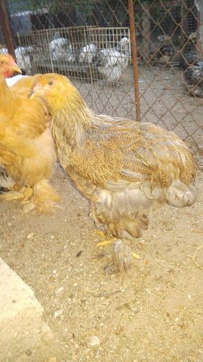 13522471_1104738609598627_1384497877_n