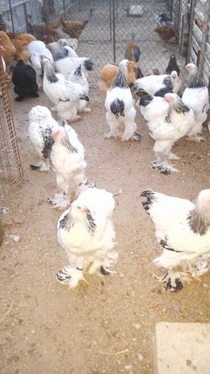 13522653_1104738426265312_760529740_n