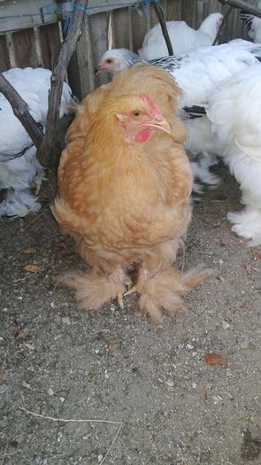 13530303_1104738806265274_2059497976_n