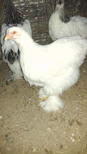 13530367_1104738089598679_943320951_n