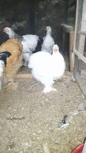 13530392_1104739102931911_653767442_n - TINERET 2016