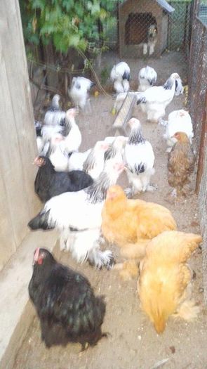 13530757_1104738492931972_1792252072_n - TINERET 2016