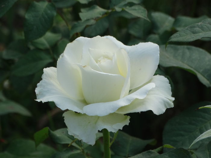 DSC08342 - Trandafiri 2016