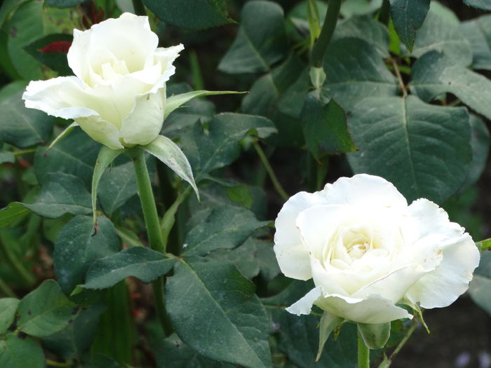 DSC08343 - Trandafiri 2016