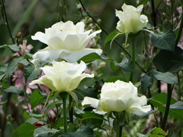 DSC08418 - Trandafiri 2016