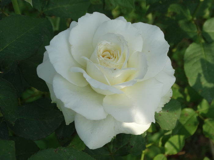 DSC08467 - Trandafiri 2016