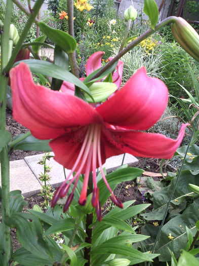 IMG_20160612_152626 - 01-Flori din curtea mea 2016