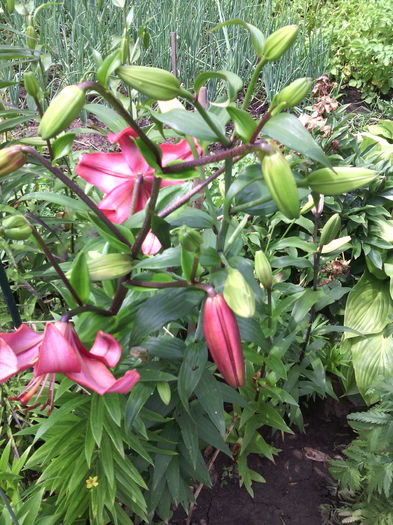 IMG_20160612_152735 - 01-Flori din curtea mea 2016