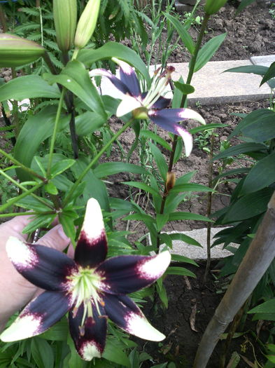 Netty's Pride - 01-Flori din curtea mea 2016