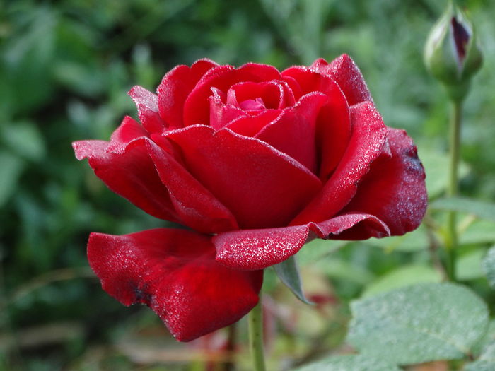 DSC08352 - Trandafiri 2016