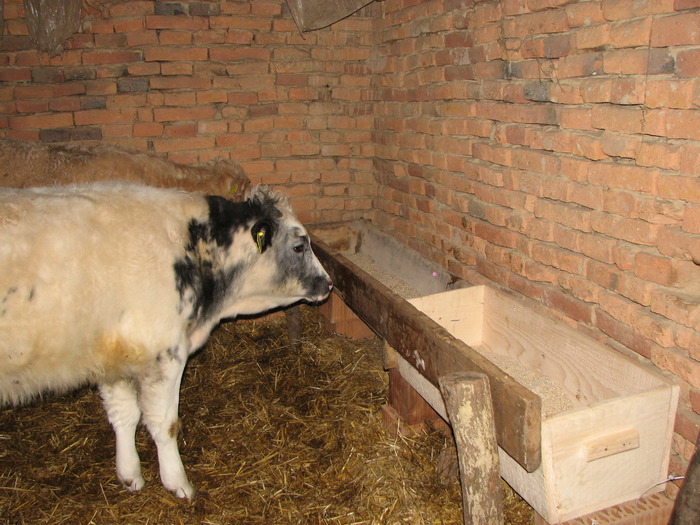 Borica feb 2010 - Vaci de carne - tineret femel
