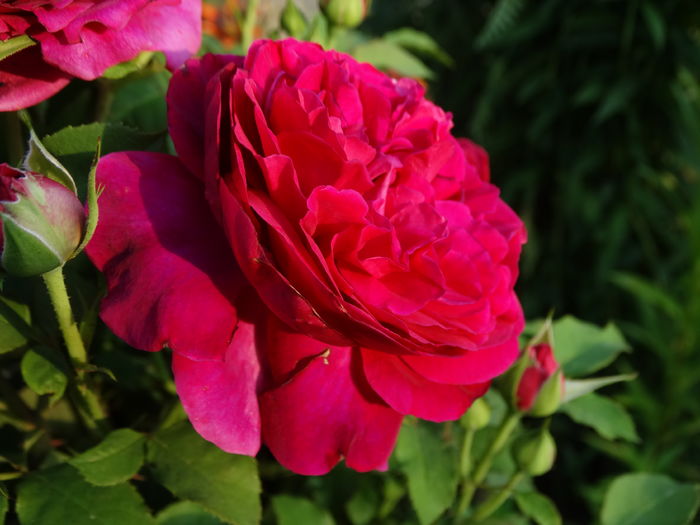 DSC08341 - Trandafiri 2016