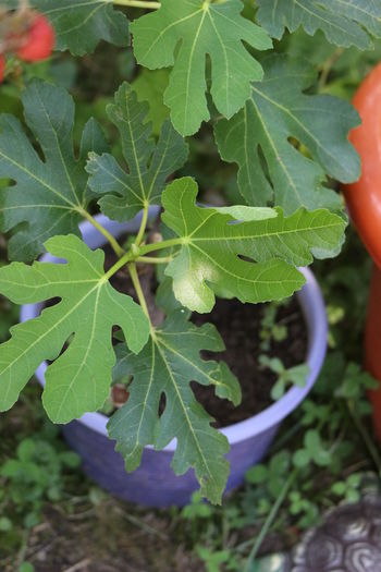 IMG_0557 - Arbusti fructiferi