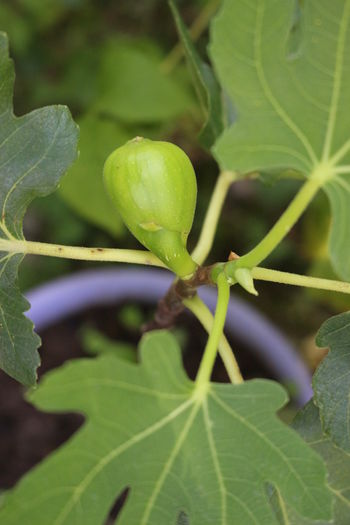 IMG_0559 - Arbusti fructiferi