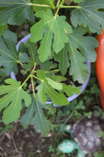 IMG_0563 - Arbusti fructiferi