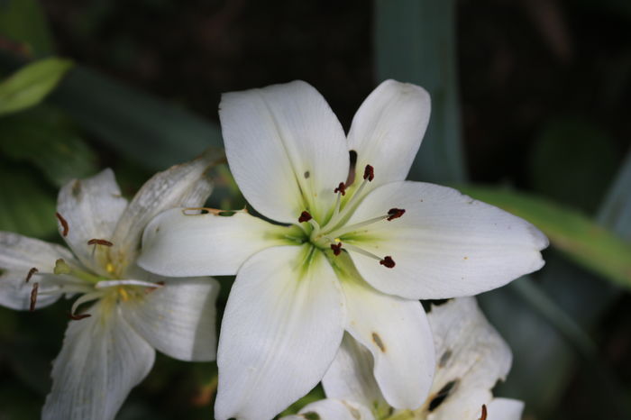 IMG_0793 - Plante II