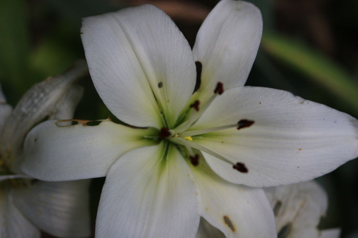 IMG_0795 - Plante II