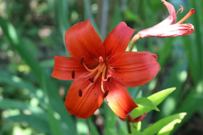 IMG_0434 - Plante II