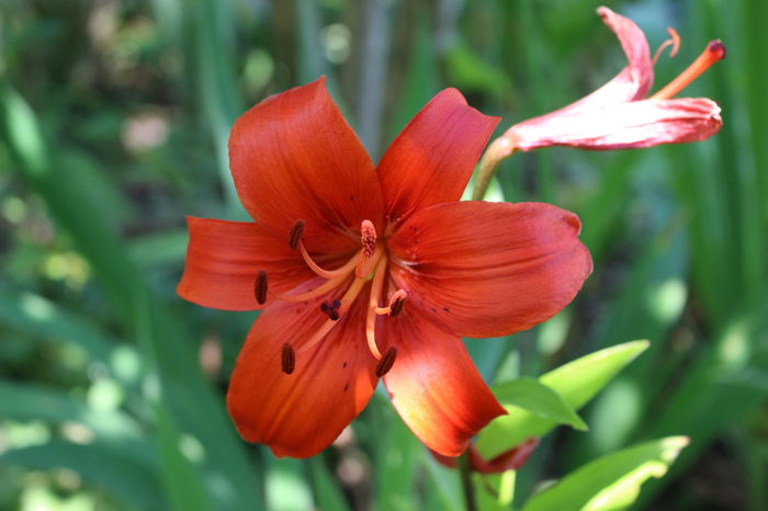 IMG_0435 - Plante II