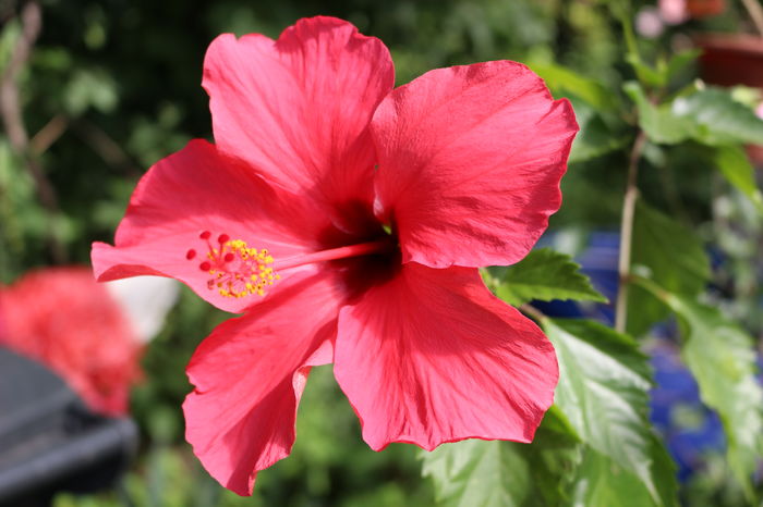 IMG_0134 - Plante ghiveci