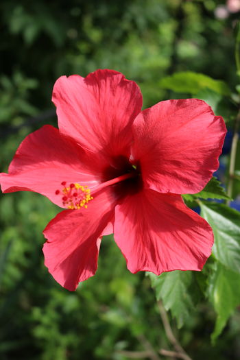 IMG_0135 - Plante ghiveci