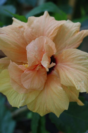 IMG_0448 - Plante ghiveci