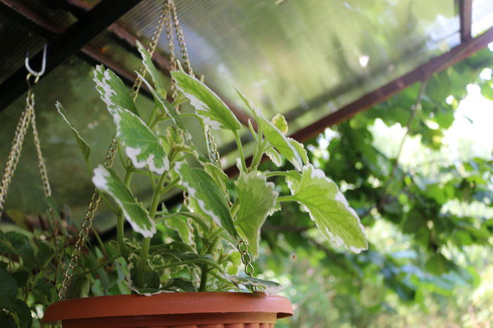 IMG_0461 - Plante ghiveci