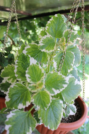 IMG_0462 - Plante ghiveci