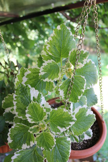 IMG_0464 - Plante ghiveci