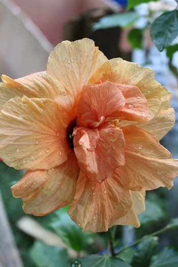 IMG_0681 - Plante ghiveci