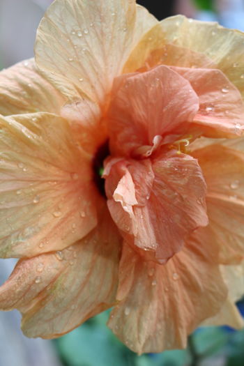 IMG_0682 - Plante ghiveci