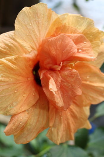 IMG_0684 - Plante ghiveci