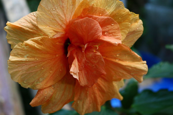 IMG_0685 - Plante ghiveci