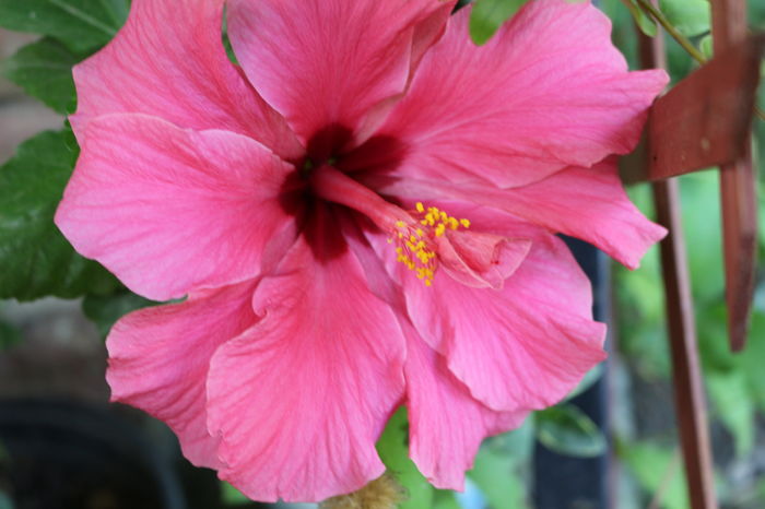 IMG_0765 - Plante ghiveci