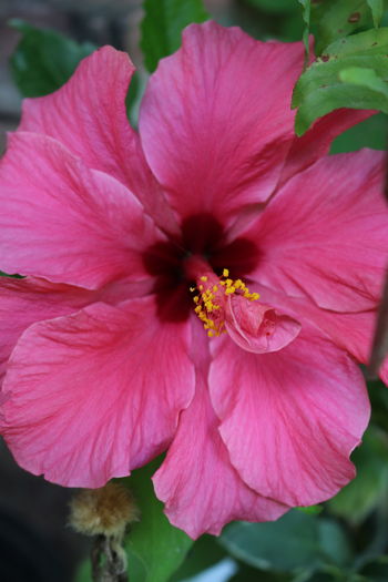 IMG_0791 - Plante ghiveci