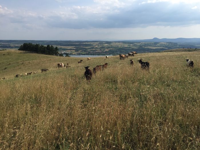 Vacutele si capritele - Vacutele la pascut