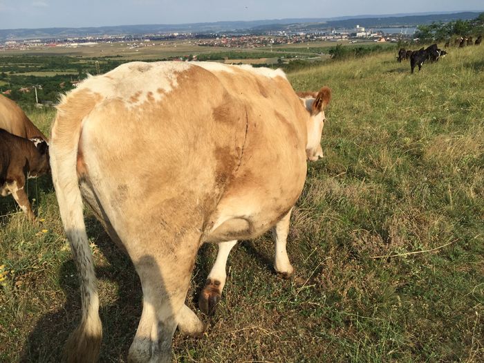 Caprioara - Vacutele la pascut