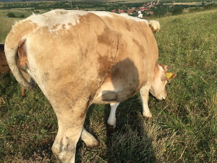 Tot ea - Vacutele la pascut