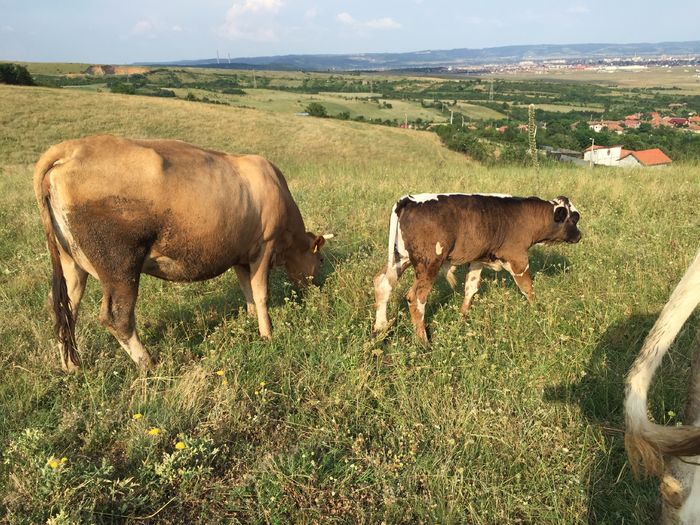 Lucica SI Bondarel - Vacutele la pascut